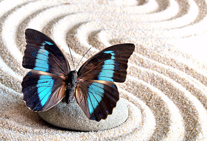 Tapeta Butterfly Wings 29068